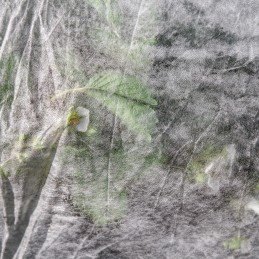 Balta pavasarinė agrotekstilė 17g 1,6 x 30 m