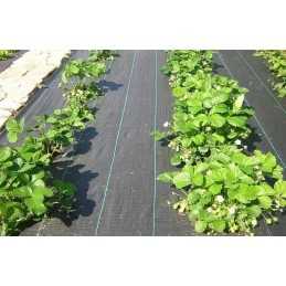 Tvirta agrotekstilė 3,2mx1m, 70g/m2 su UV filtru.