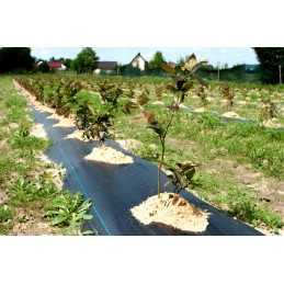 Tvirta agrotekstilė 3,2mx1m, 70g/m2 su UV filtru.