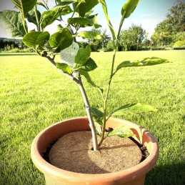 Techniniai parametrai: