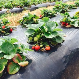 Biologiškai skaidi ir dirvoje kompostuojama folija mulčiavimui