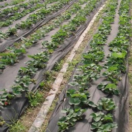 Agrotekstilė Agrotekstilė tvirtas kilimėlis 100g 1,6mx 10m juodas nuo piktžolių