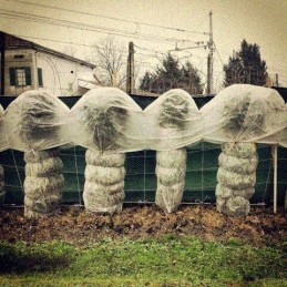 Balta agrotekstilė 1,60m x 20mb 50g/m2 uv