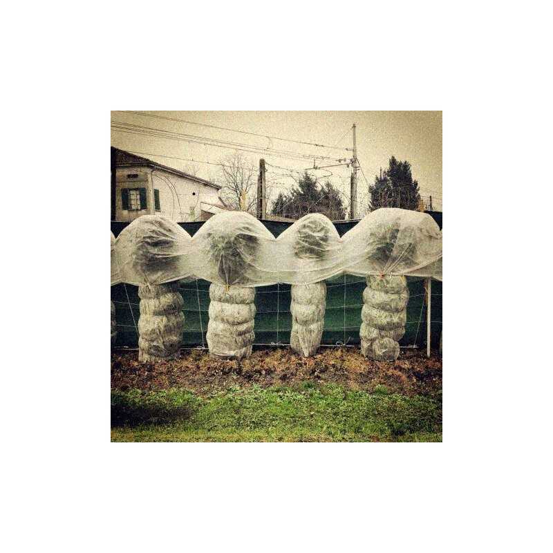 Balta agrotekstilė 1,60m x 20mb 50g/m2 uv