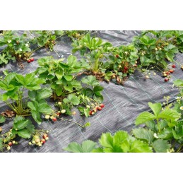 ✨Agritella mulčiuojantis agroaudinis nuo piktžolių