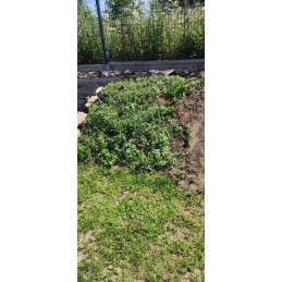 Agrowwoven 3 2x 10m anti weed black 50 mat