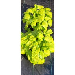 Agrotekstilinis kilimėlis nuo piktžolių 0,8x50m 70g/m2