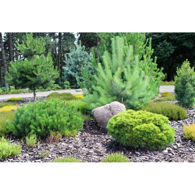 Juoda pp50 agrotekstilė, išmatavimai 1,6 m x 15 m