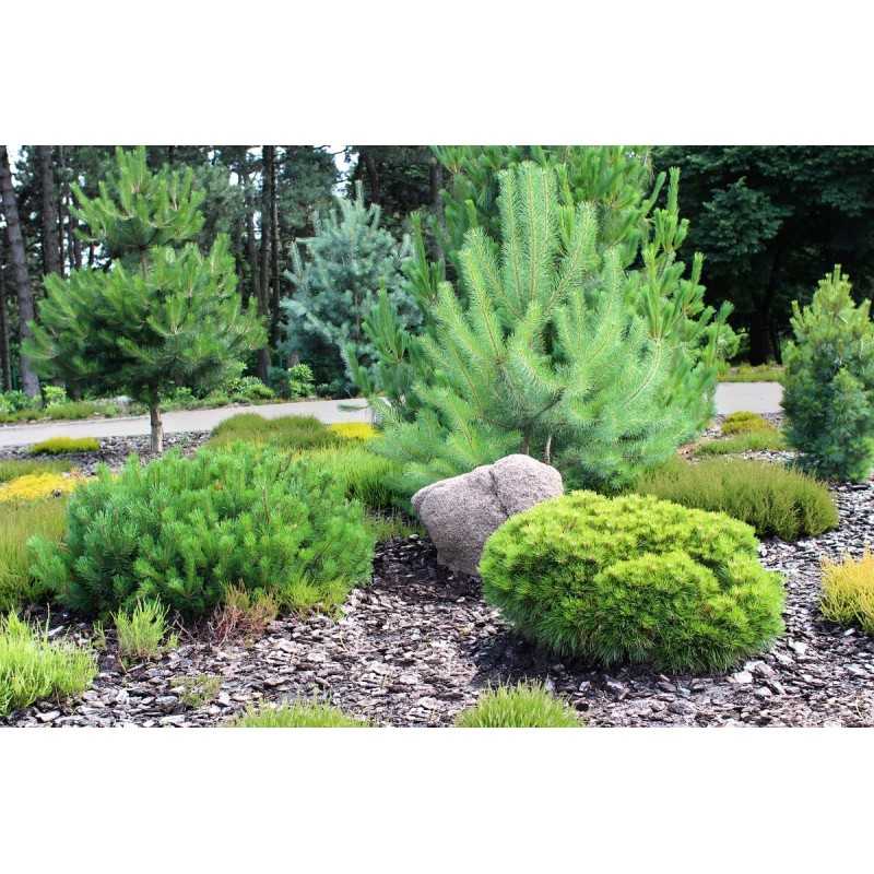 Juoda pp50 agrotekstilė, išmatavimai 1,6 m x 15 m