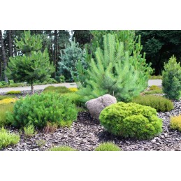 Juoda pp50 agrotekstilė, išmatavimai 1,6 m x 15 m