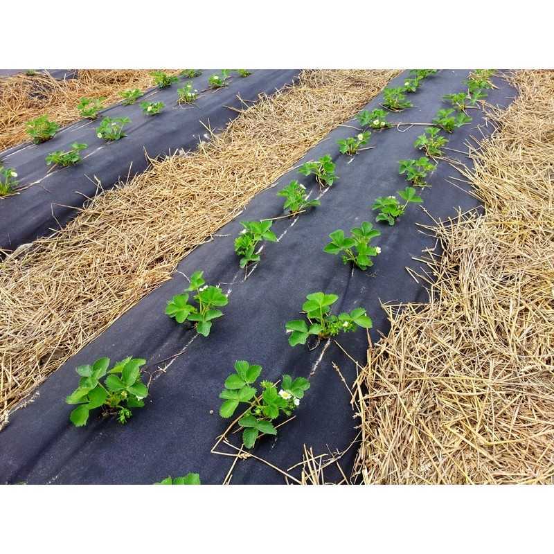 Agrotekstilė braškėms, skylutės braškėms, 80 cm, pirkta metrais! 50g/m2