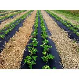 Agrotekstilė braškėms, skylutės braškėms, 80 cm, pirkta metrais! 50g/m2