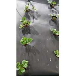 Agrotekstilė braškėms, skylutės braškėms, 80 cm, pirkta metrais! 50g/m2