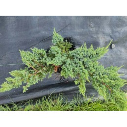 Inkariniai kaiščiai 15 cm su stiklo pluoštu žemės ūkio audiniams žemės ūkio tekstilei 100 vnt.