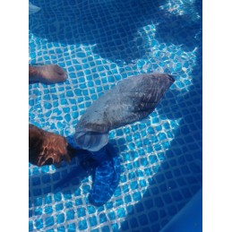 Baseino valymo rinkinys, dulkių siurblys, tinklelis S39