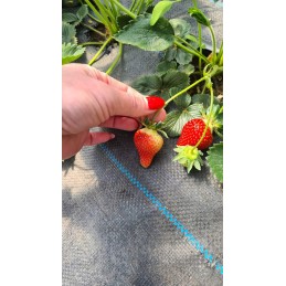 Kaip pateikti užsakymą