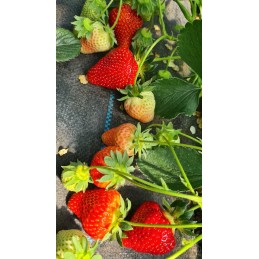 Kaip pateikti užsakymą