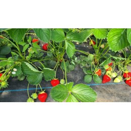 Kaip pateikti užsakymą