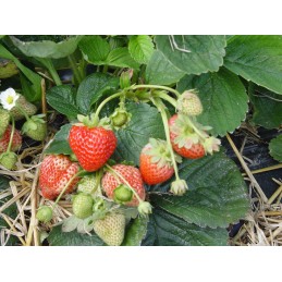 Kaip pateikti užsakymą