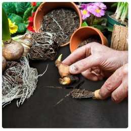 Juoda nuo piktžolių agrotekstilė, plotis 80 cm