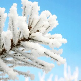 Agrowwoven agrimpex biala 3 2 x 5 m 50 g m2