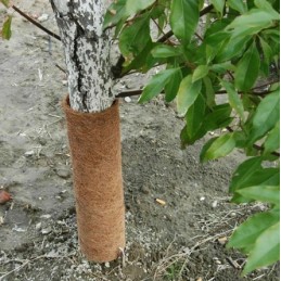 ➡️ Kokoso kilimėlis – medžių apsauga nuo šalčio