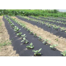 Agrotekstilė nuo piktžolių, juoda, 50g/m2 su UV filtru.