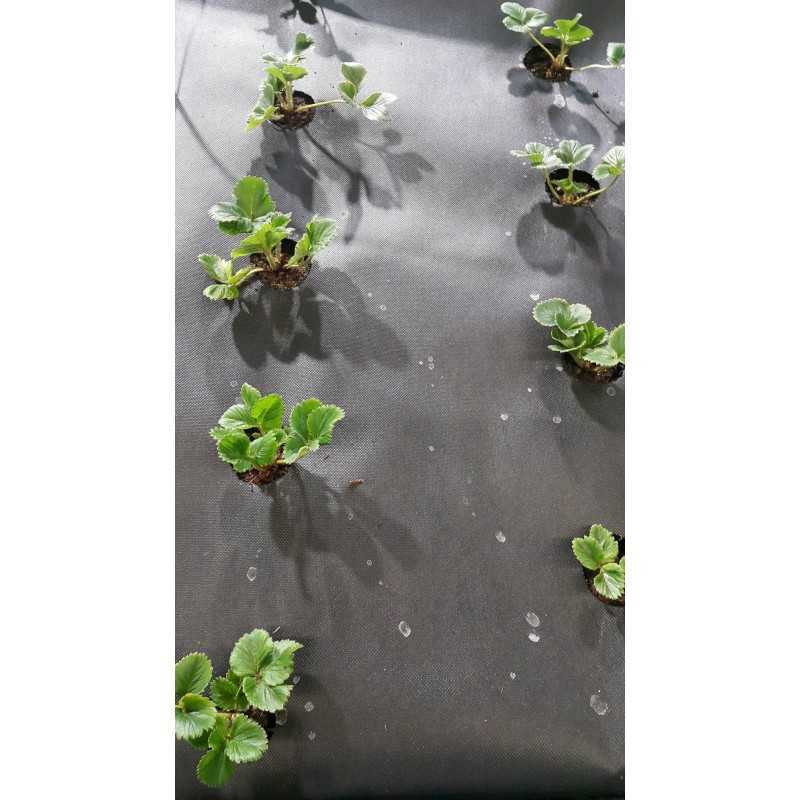 Agrotekstilė, skylės braškėms, 80 cm po metro