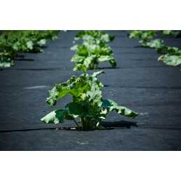 Juoda nuo piktžolių agrotekstilė, plotis 80 cm