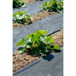 Juoda nuo piktžolių agrotekstilė, plotis 80 cm