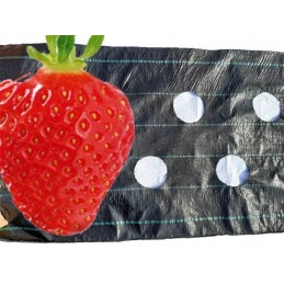 UV agrotekstilė su paruoštomis skylutėmis braškių, agurkų, salotų, pomidorų ir kt. sodinukams.