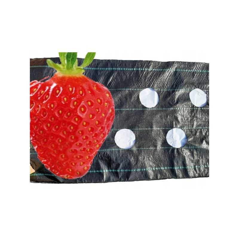 UV agrotekstilė su paruoštomis skylutėmis braškių, agurkų, salotų, pomidorų ir kt. sodinukams.