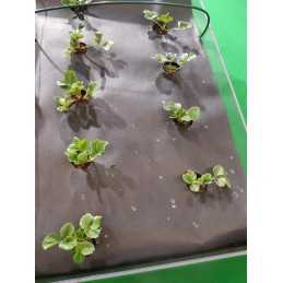 Juoda nuo piktžolių agrotekstilė, plotis 80 cm