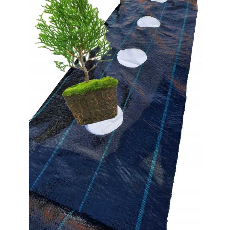 Agromedžiaga, didelės skylės tujoms kas 60cm, 0,6x10m