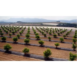 Agromedžiaga, didelės skylės tujoms kas 60cm, 0,6x10m