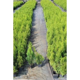 Agromedžiaga, didelės skylės tujoms kas 60cm, 0,6x10m