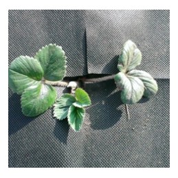 Augalinis audinys nuo piktžolių 1 6 x 10 m p80 stiprus