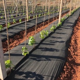 Juoda agrotekstilė piktžolėms po daržovėmis, vaisiais, krūmais, UV, 1,6 x 20 m + inkarai