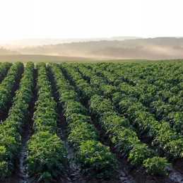 Agrowł.p-17 1,6x5m balta spyruoklė