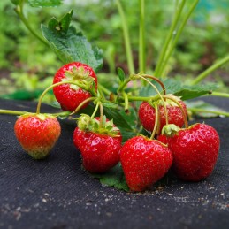 Juoda nuo piktžolių agrotekstilė 50g/m2