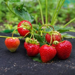 Juoda nuo piktžolių agrotekstilė 50g/m2