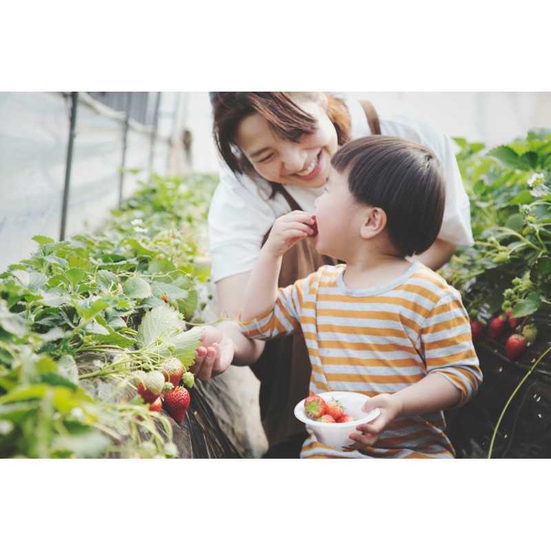 Juoda pp50 agrotekstilė, išmatavimai 1,1m x 25m