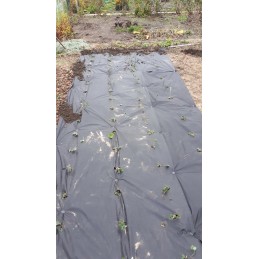 Agrotkanina rinkinys braškėms 20m x 1,6m + inkaras