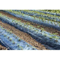 Šiame aukcione parduodame geriausios kokybės: