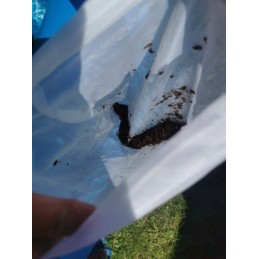 Baseino dulkių siurblys su šepečiu baseino sienelių ir dugno valymui