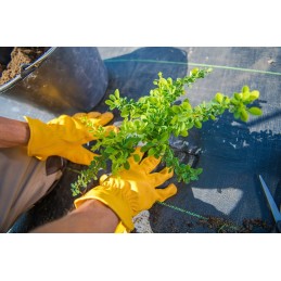 Agrotekstilė agrotekstilė juoda 160 x 1000 cm 70 g/m2