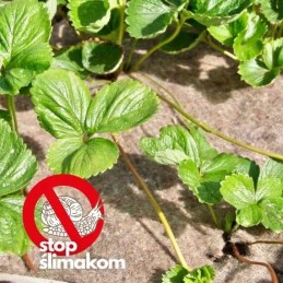 Naujas biovatos mulčiavimas 0,8 x 5m agrimpex 250g/m2