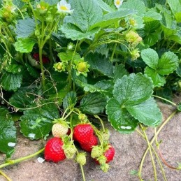 Naujas biovatos mulčiavimas 0,8 x 5m agrimpex 250g/m2