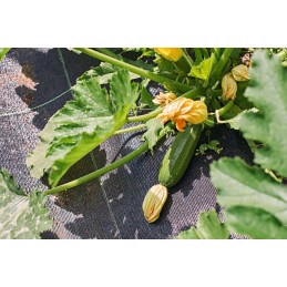 ✨ Agritella mulčiavimo agromedinys, dydis 2,2m x 10m, 90g, juodas