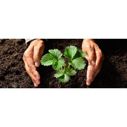 Agrotekstilės mulčiavimas (nuo piktžolių) su UV filtru